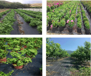 PP UV Woven Fabric Black Grass-Proof for Vegetable Ground Cover | Vyt